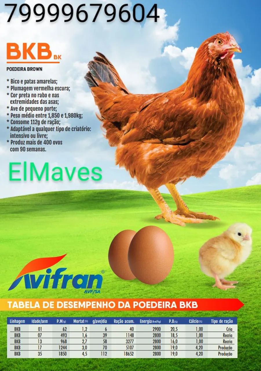 Poedeiras Brown BK