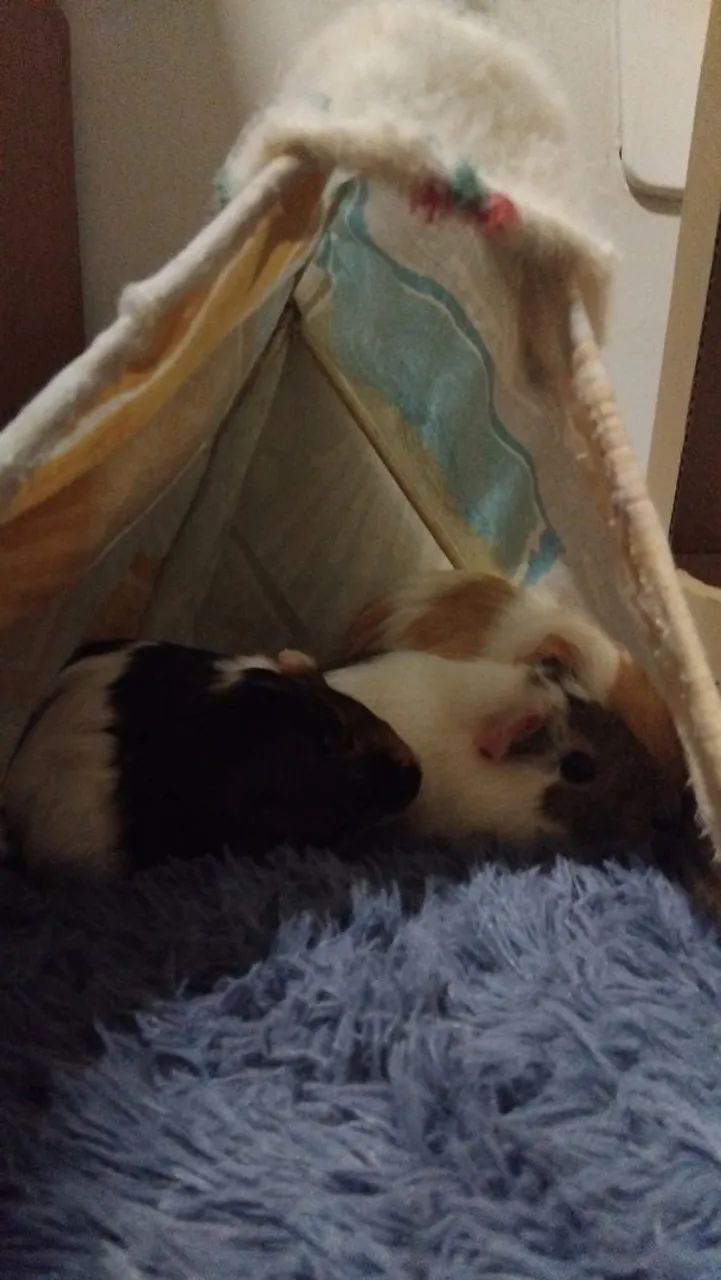  porquinhos da india para venda - Foto 3