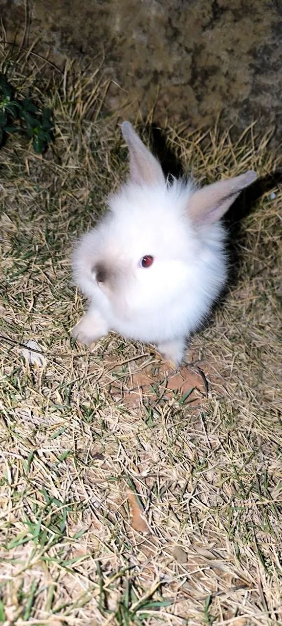 Filhote de leão Coelho64304356313729121