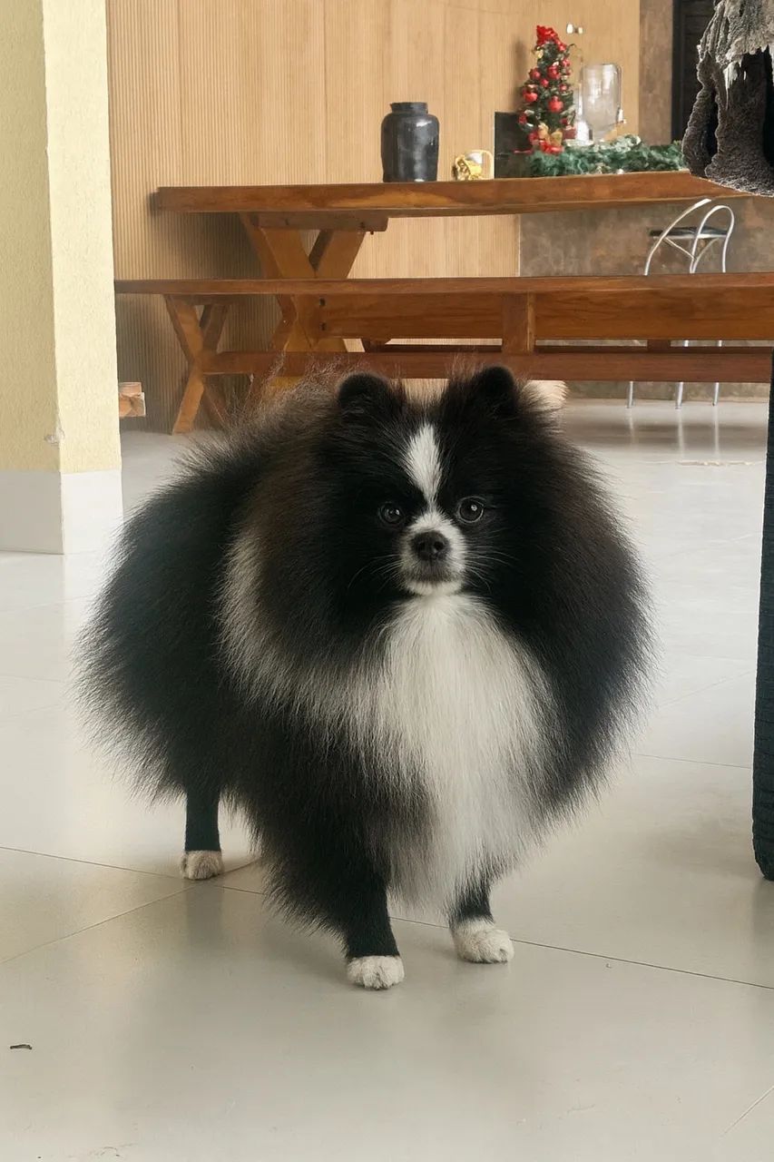 Spitz Alemão (Lulu da Pomerânia) - Linda e Saudável