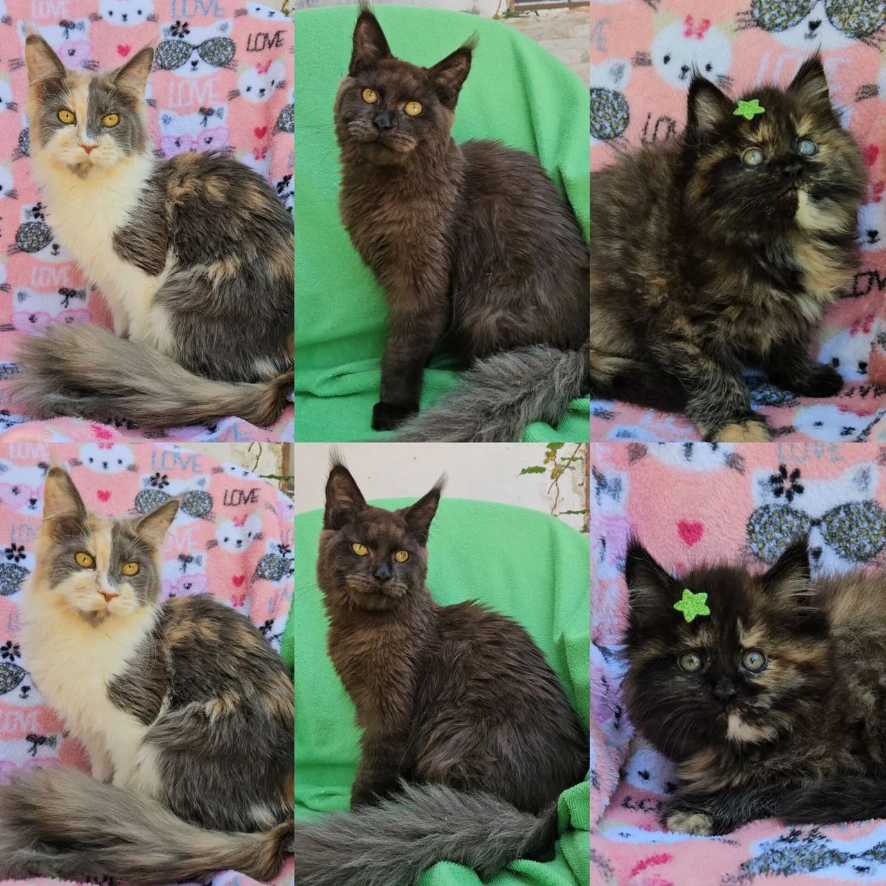 Maine Coon Fêmea - Gatil BSB Cat 