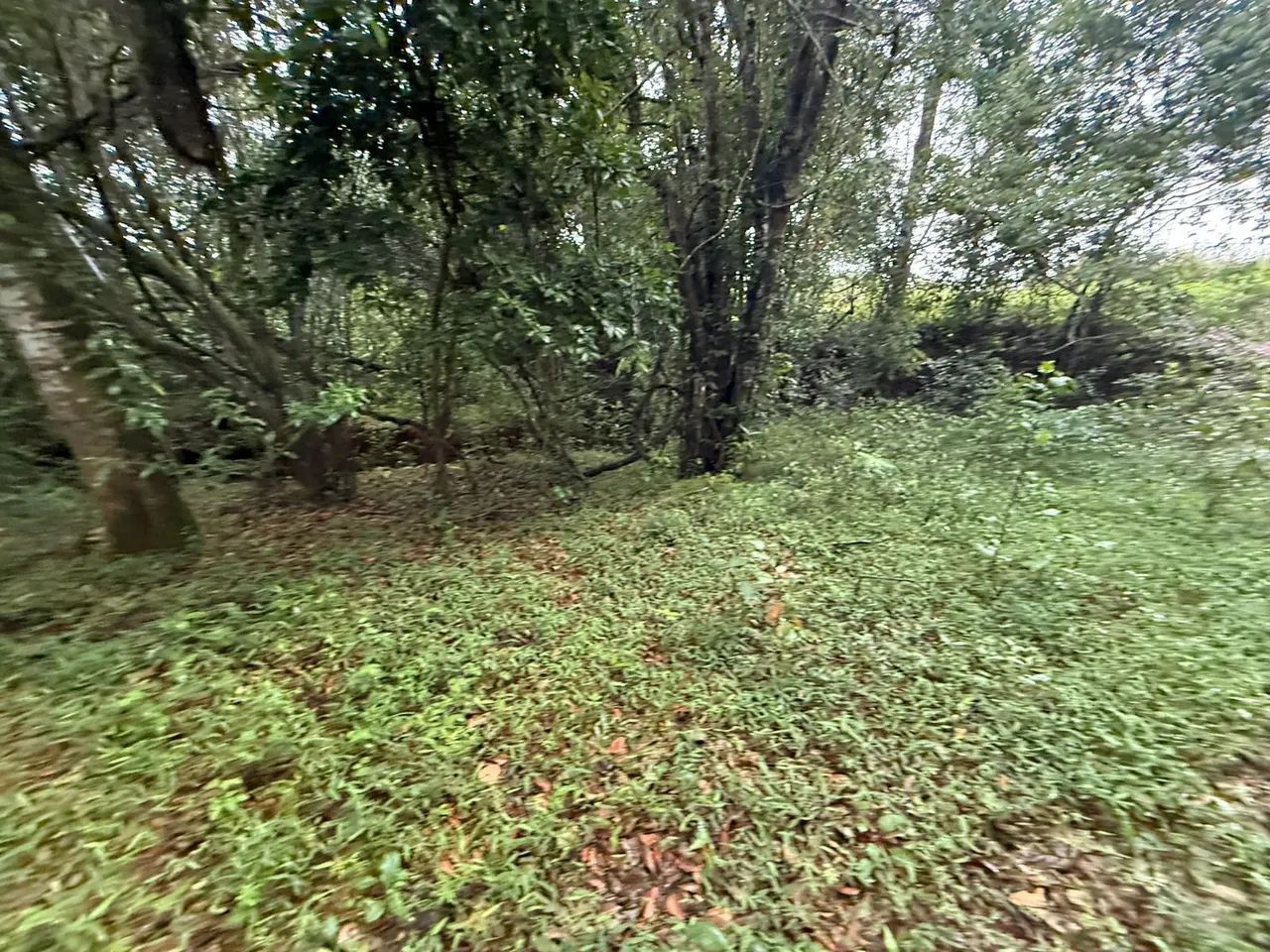 Terreno módulo rural em florestal  - Foto 5