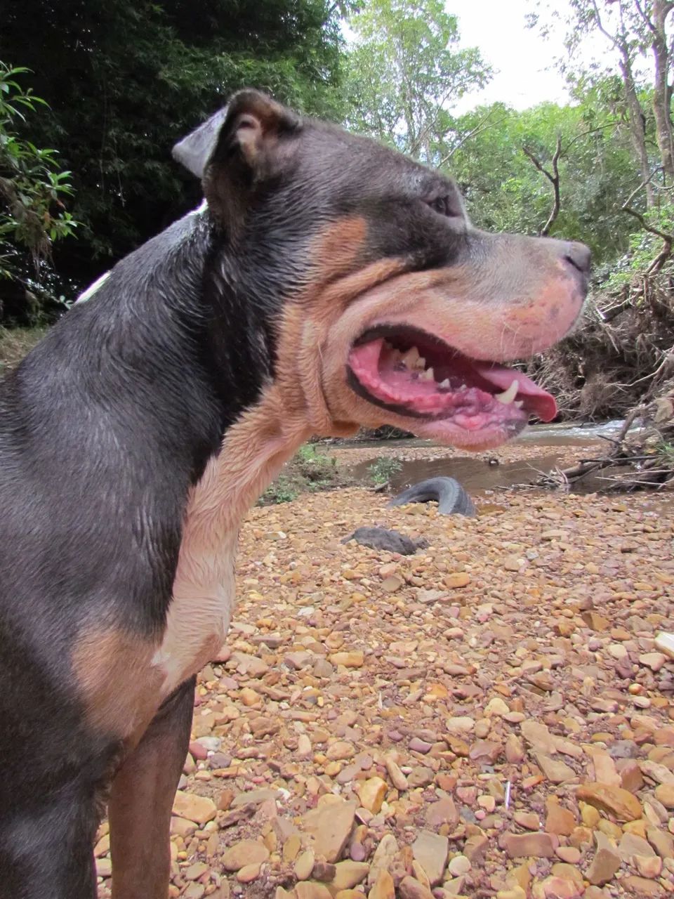 Pitbulls para adoção - Foto 3