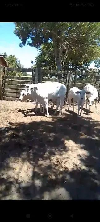 Bezerros Nelore puros - Foto 2