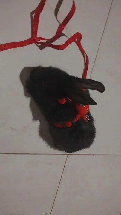Coelhinho Preto com Coleira e Guia de Morango - Foto 2