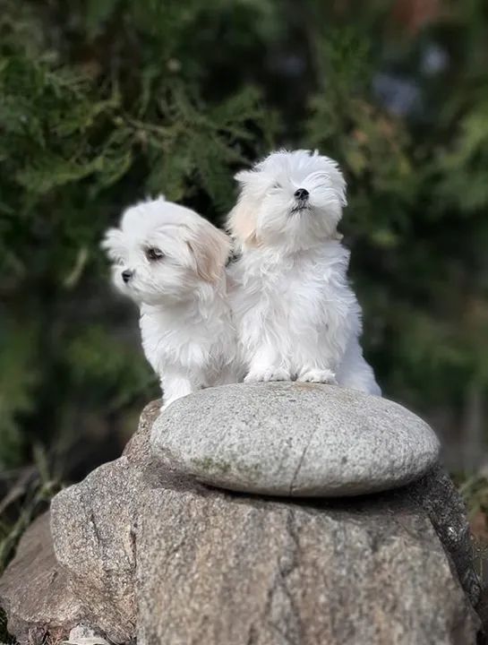 Maltês Mini White Fêmea - Pequena, Meiga e Super Amorosa! 