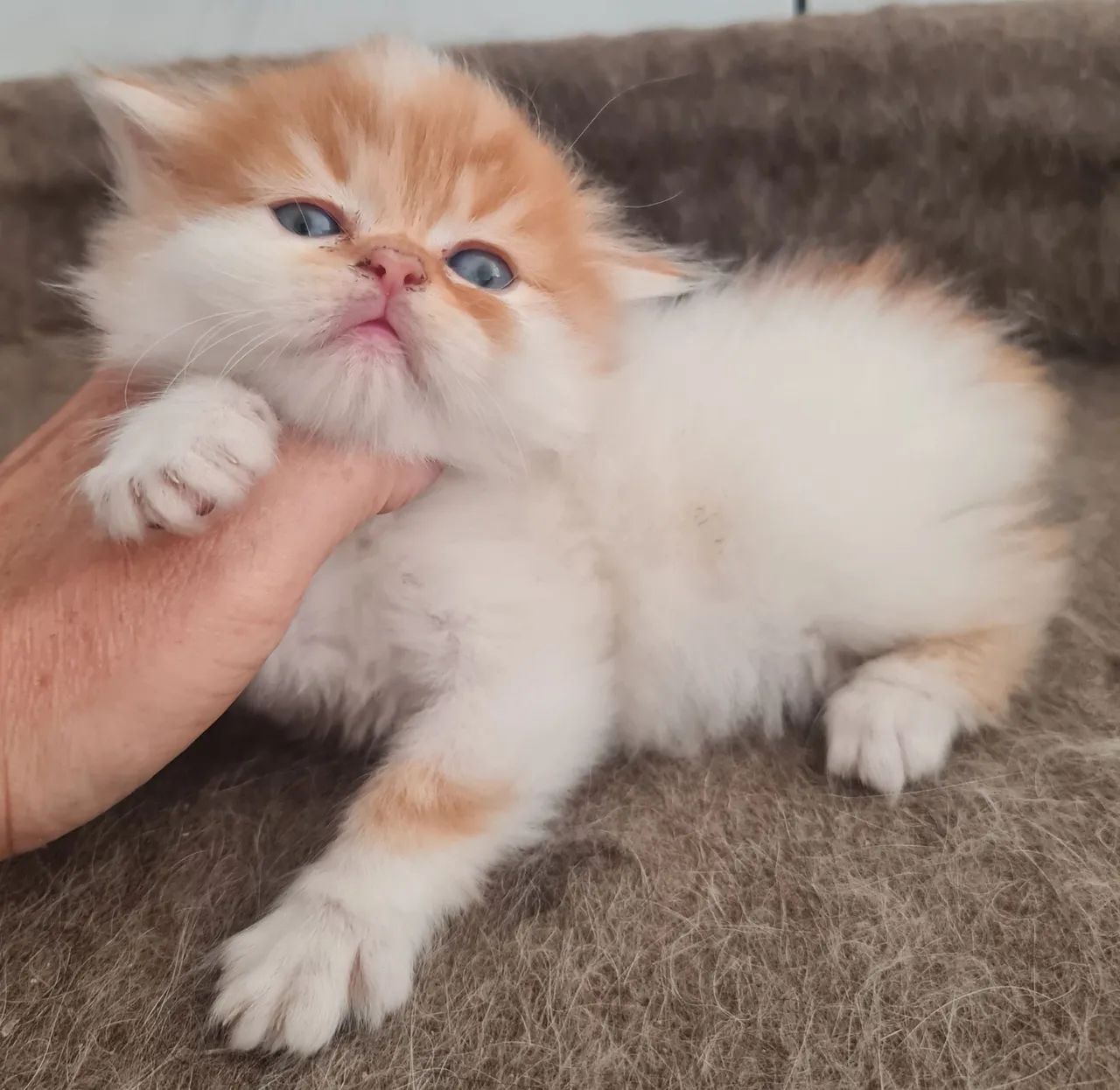 Gato Persa Lindos Filhotes!  - Foto 3