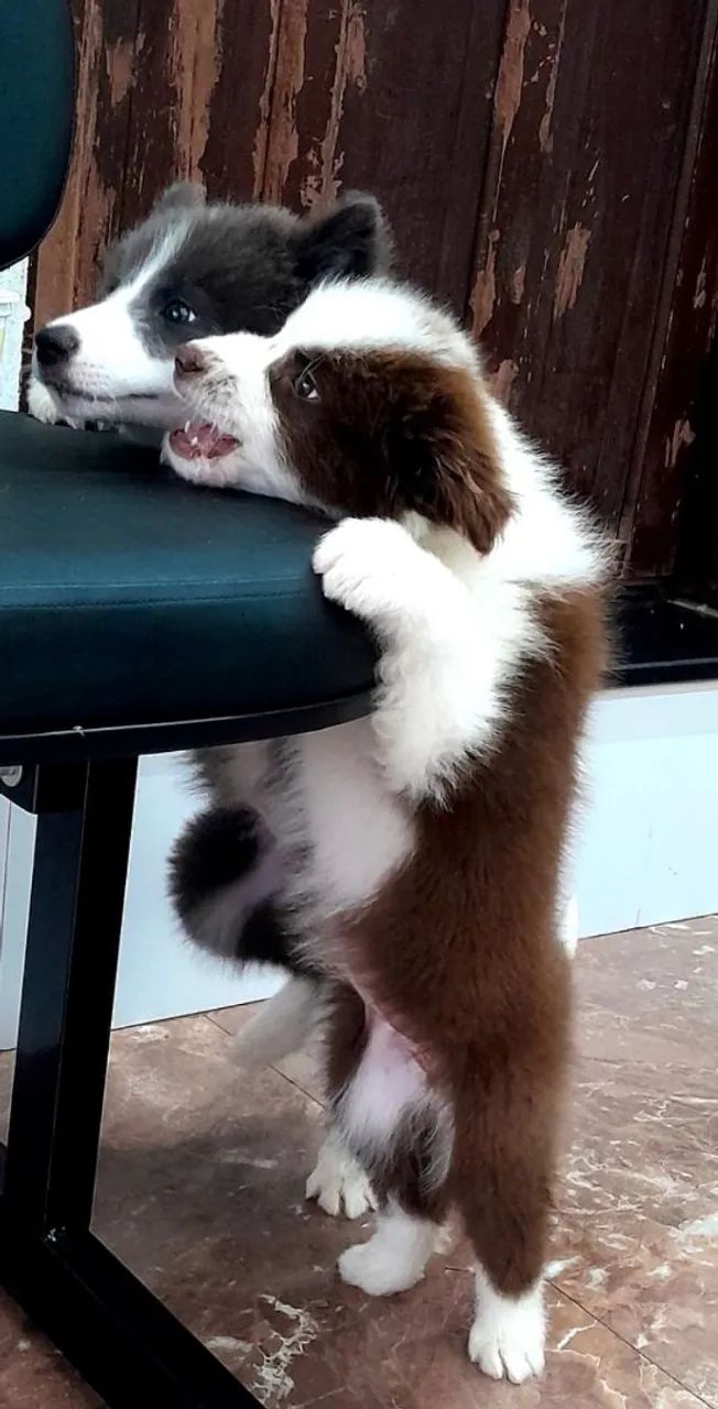 Border collie filhotes  - Foto 3