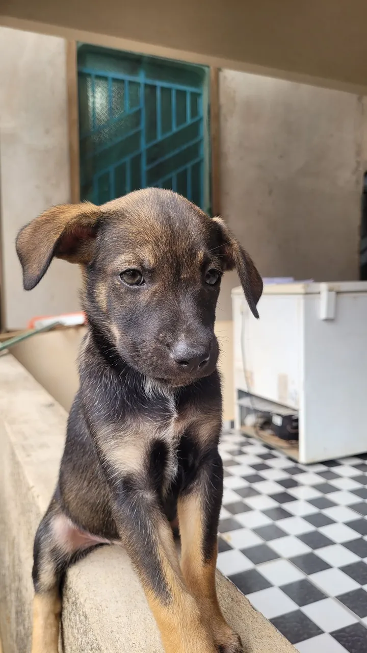 doação de cachorrinhos
