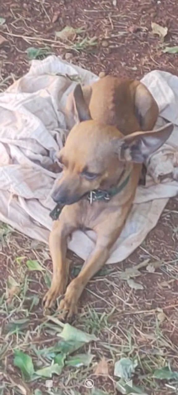  VENDO CACHORRO PINSCHER MACHO  - Foto 3