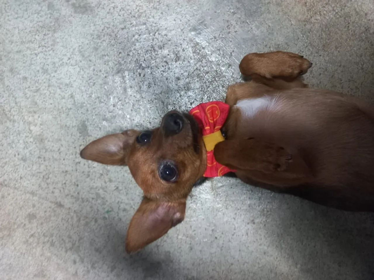Filhote de Pinscher adorável e brincalhão