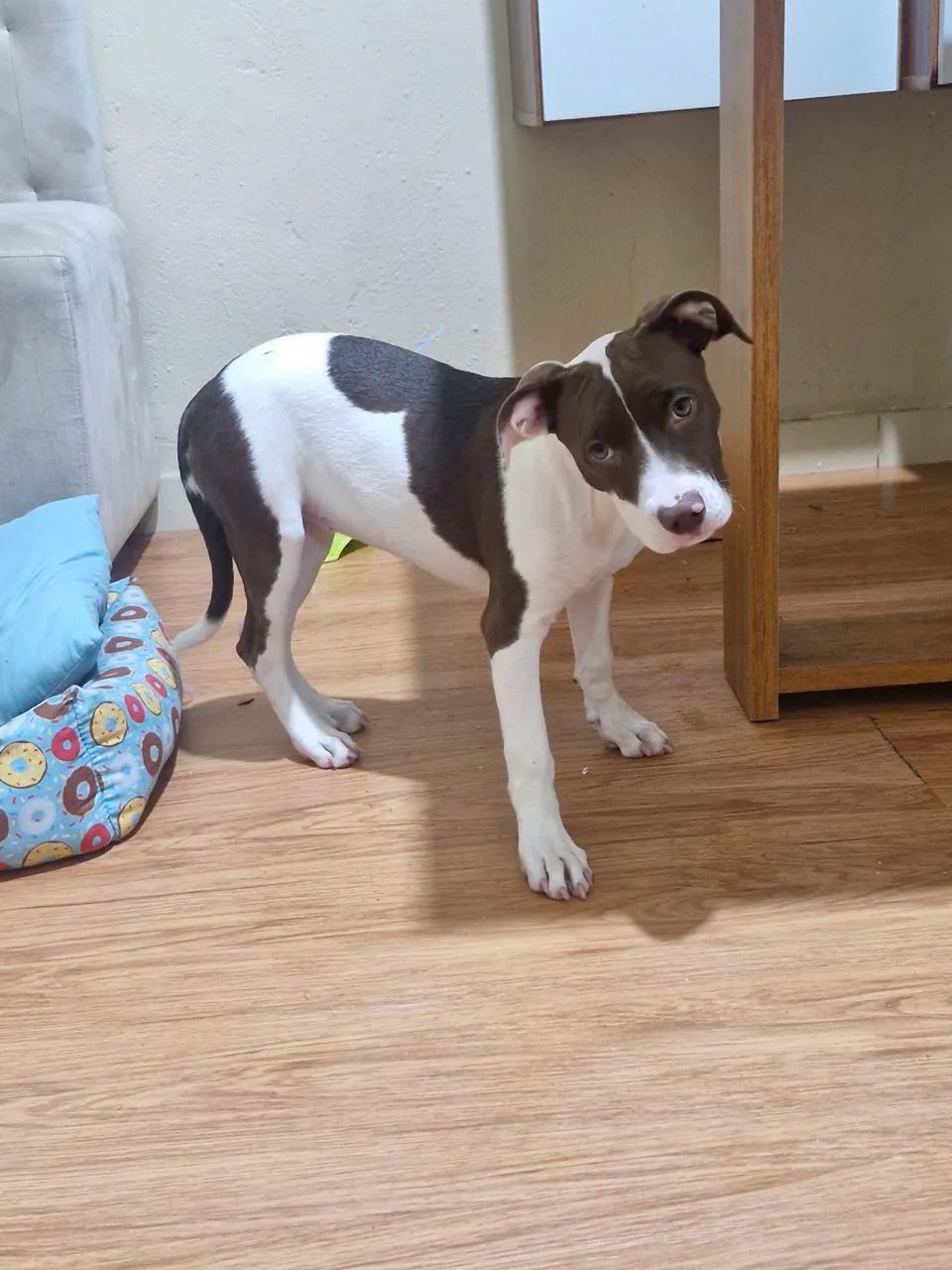 Filhote Pitbull