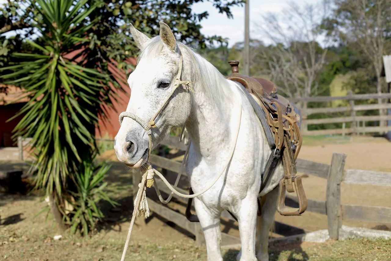 Cavalo Quarto de Milha  - Foto 6