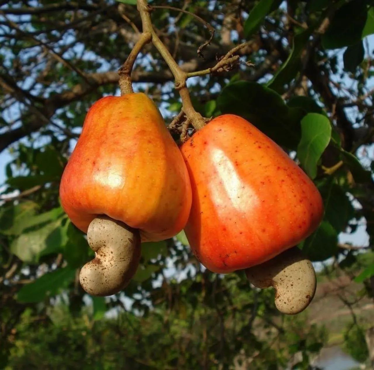 Frutifera Mudas de Cajú comum - Foto 3