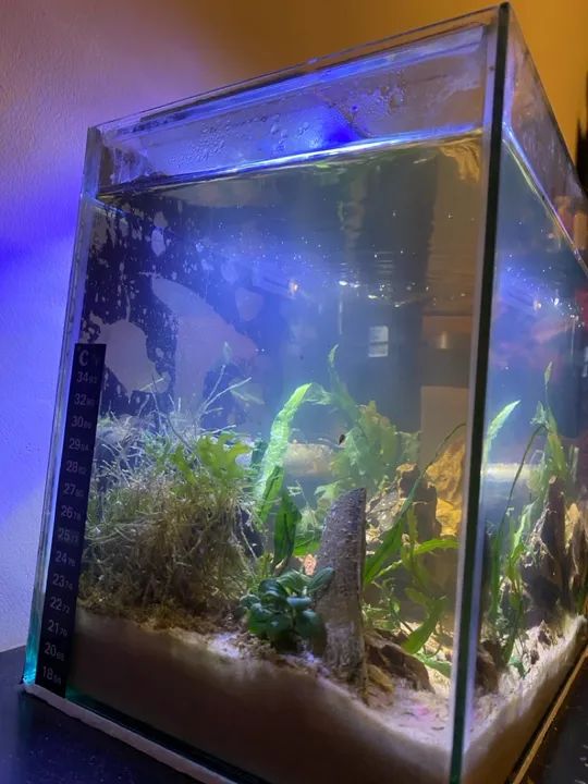 Aquário com Filtro e Iluminação - Foto 2