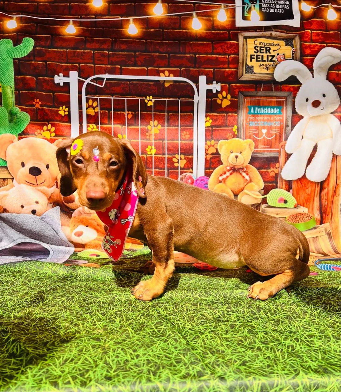 Dachshund fêmea Basset chocolate pedigree opc/ 3 meses - Foto 3