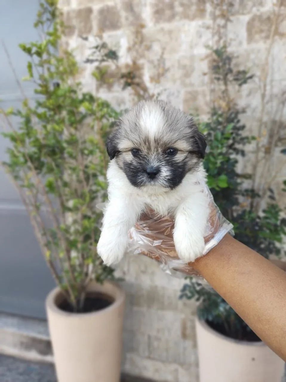 Lhasa Apso trabalhamos com mais de 20 raças. - Foto 2