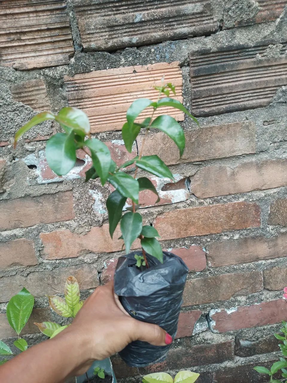 Muda de pitanga.  não exertado 