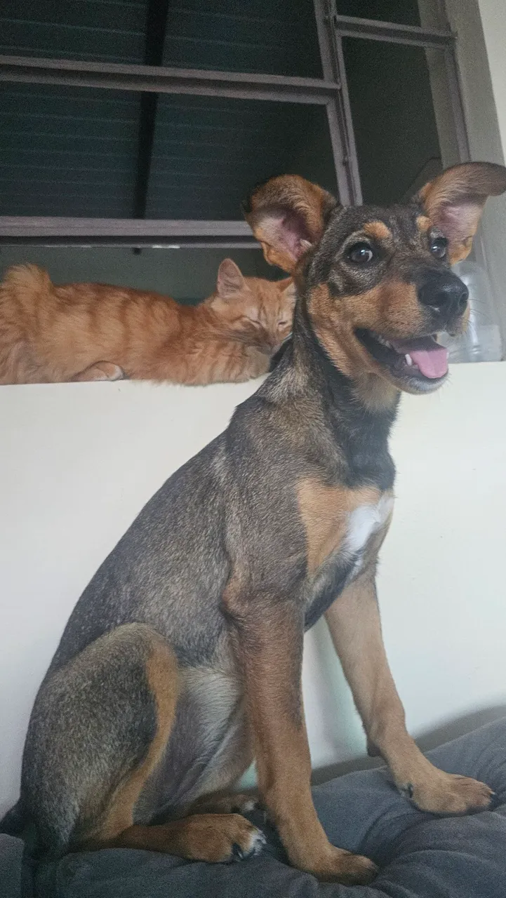 Filhote de cachorro para adoção