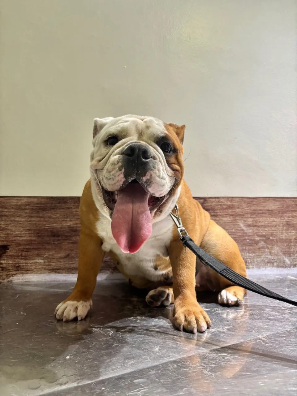 Bulldog inglês Fêmea 