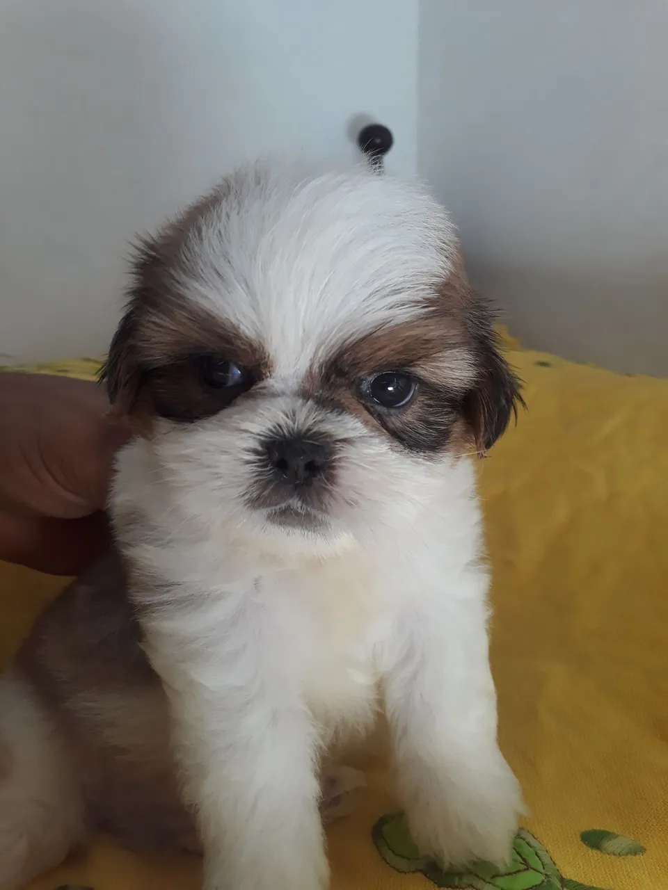 Filhote Shih Tzu para adoção