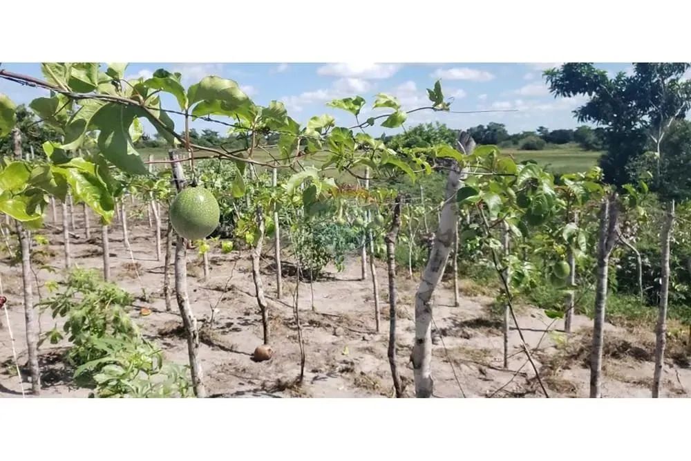 TERRENO (Fazenda em Piaçabuçu, AL - 687 ha) - Foto 9