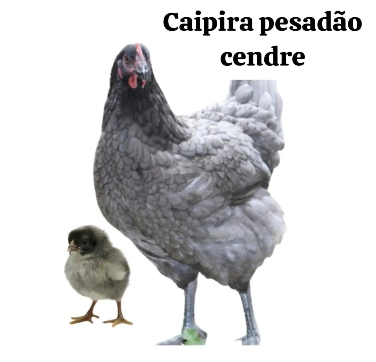 Pintinhos raça caipira pesadão 