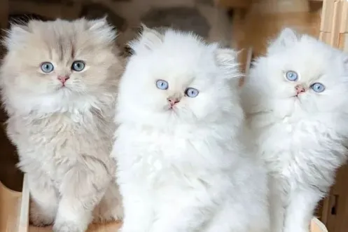 Gato Persa com olhos azuis e personalidade tranquila