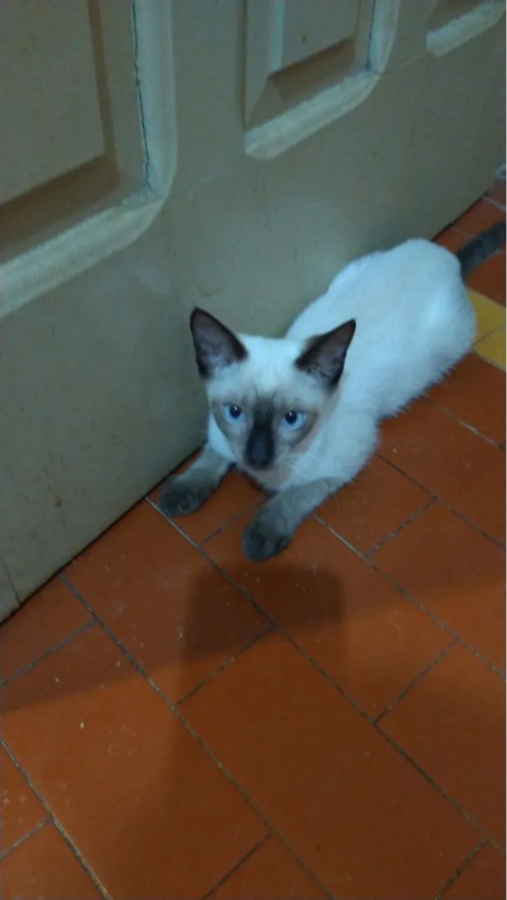 Gatinha fêmea 