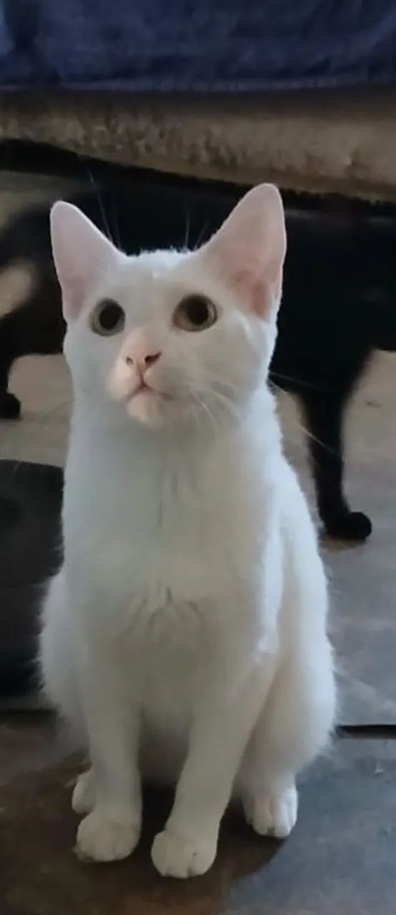 Adoção muito responsável 