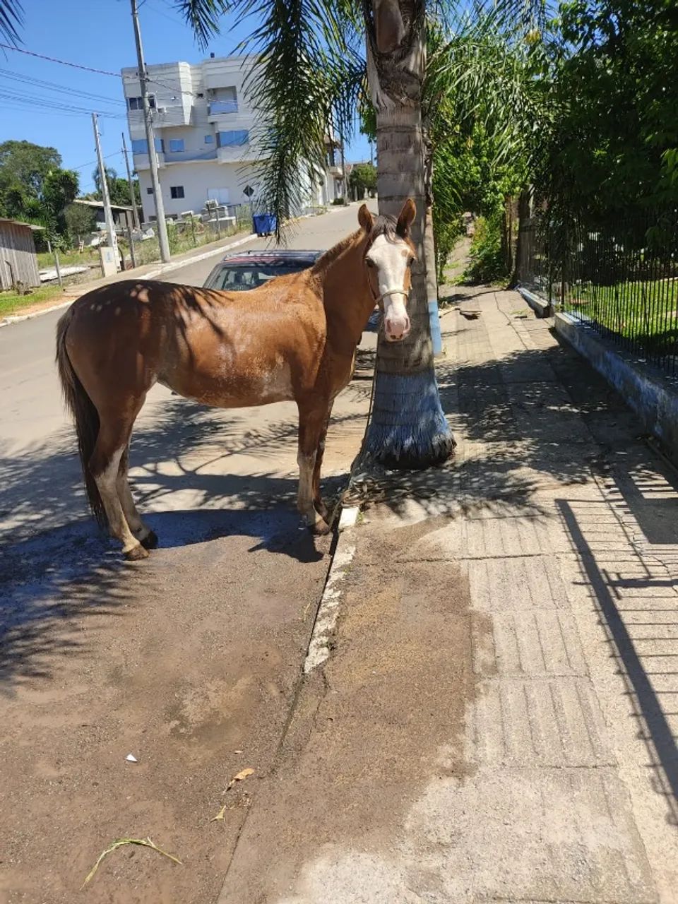 Potra Gateada Bragada Domada - Foto 2