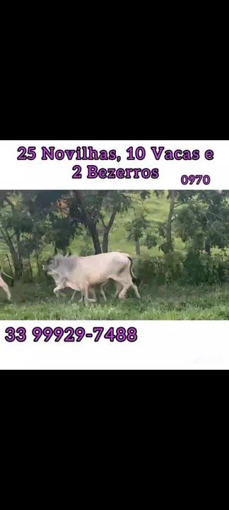 25 Novilhas, 10 vacas e 3 bezerros  - Foto 3
