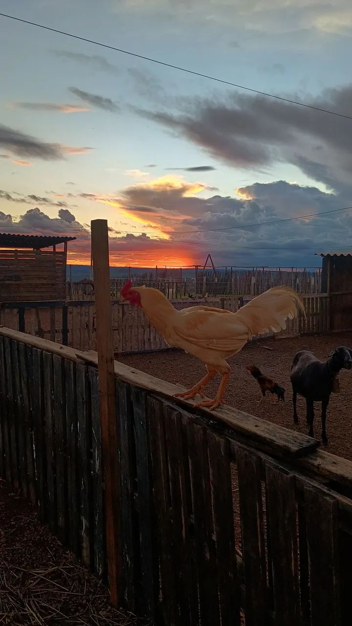 Chalé para semana da Agrobrasilia  - Foto 4