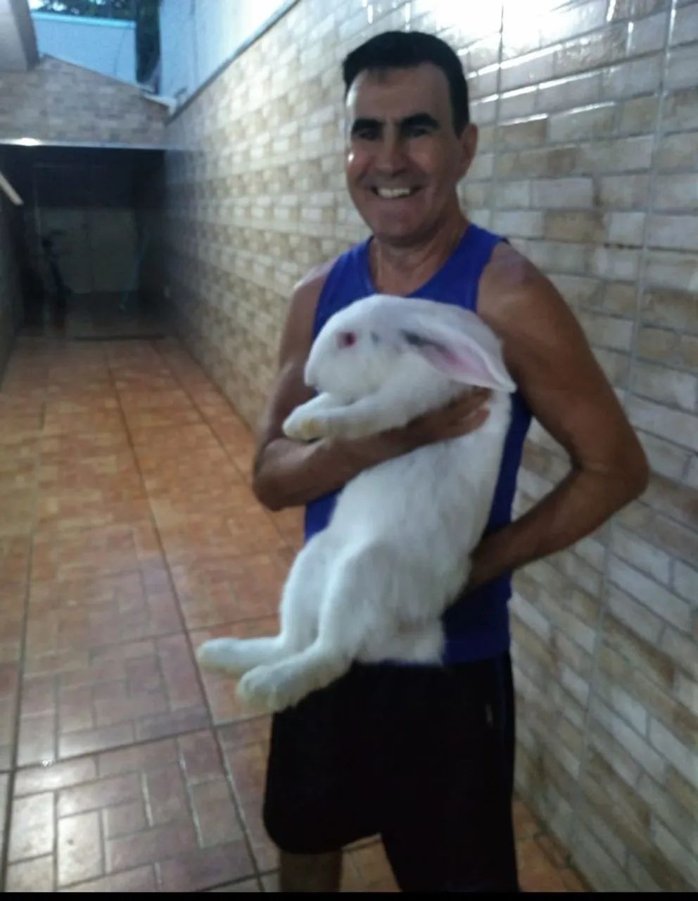 Filhotes de Coelho gigante de Flandres 