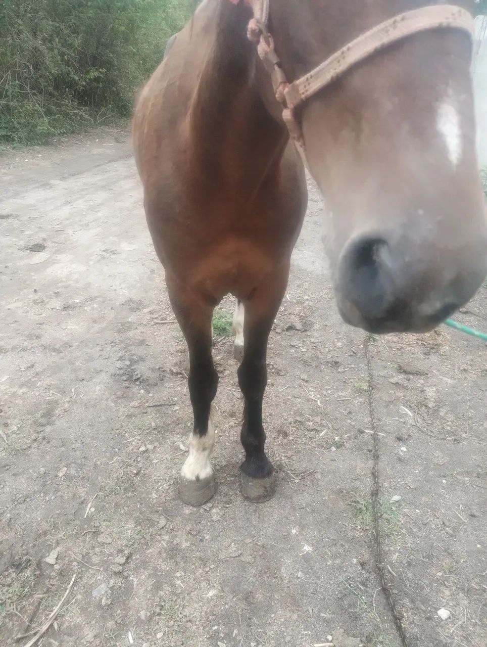 Cavalo para agropecuária - Foto 3