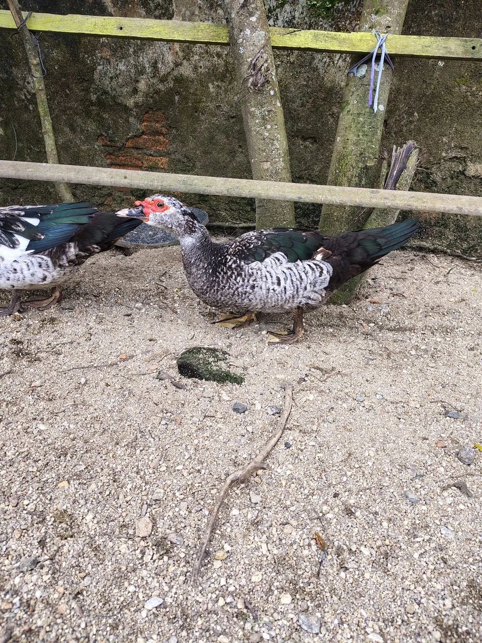 Vendo patas e pato - Foto 3
