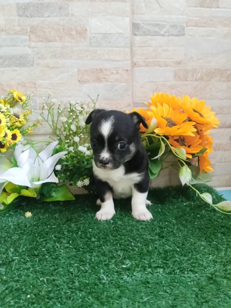 Chihuahua mini - Foto 2