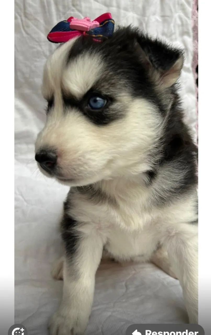 Husky siberiano forte e aventureiro 