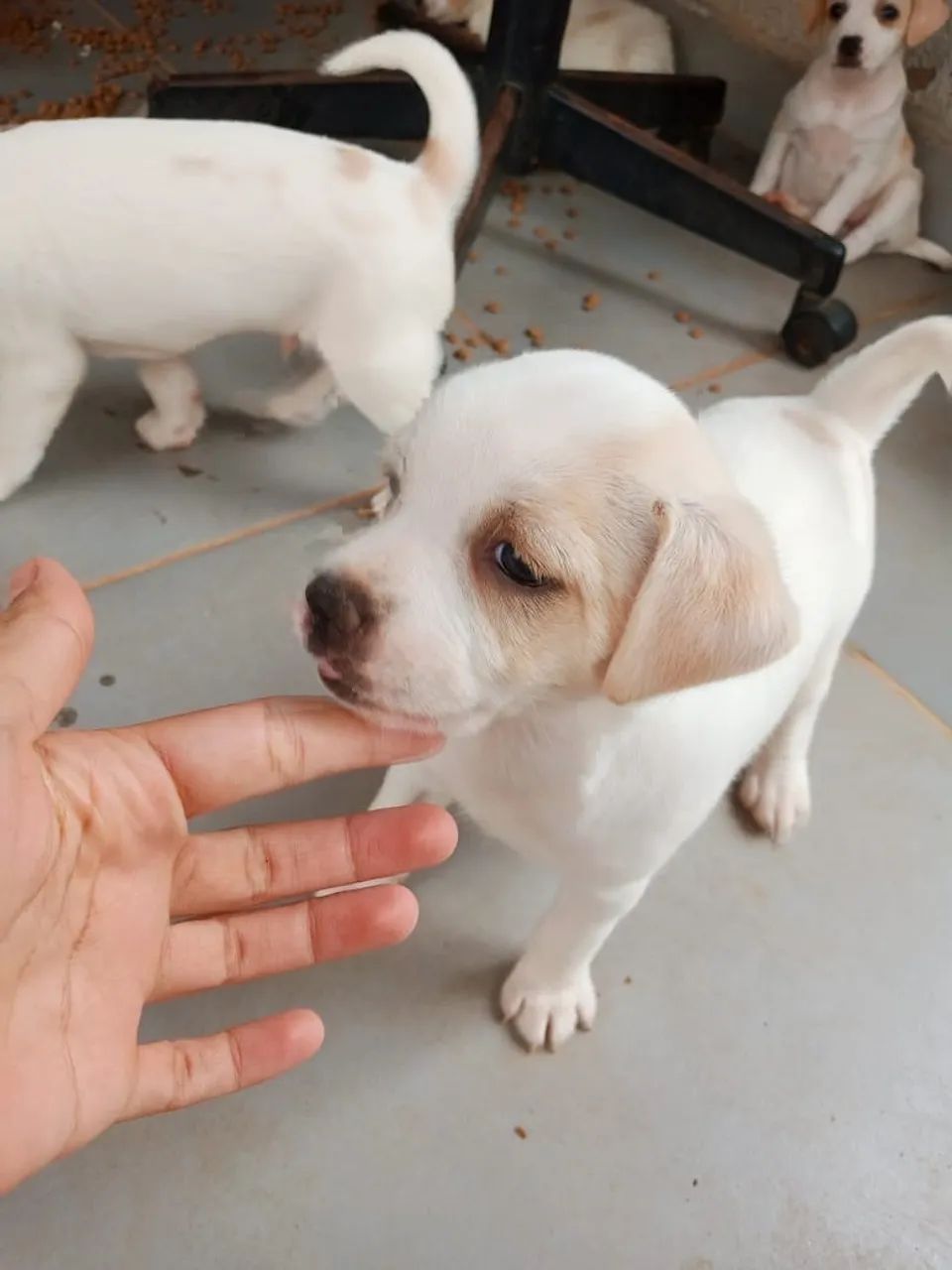 Cachorro  - Foto 4