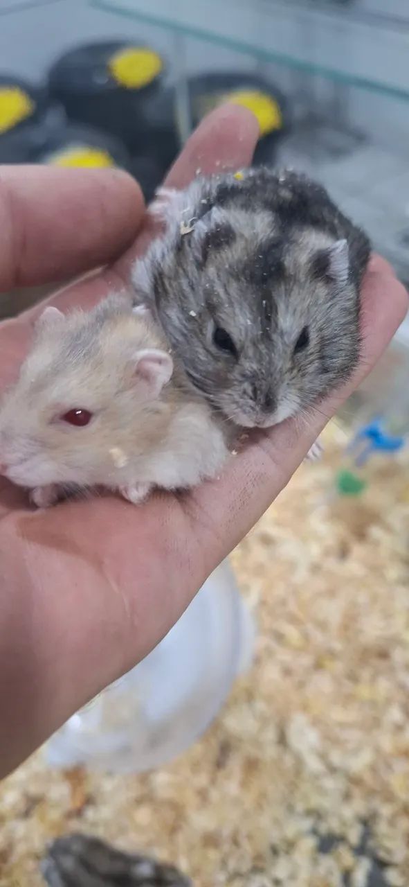 Hamster anão russo65048974709379120