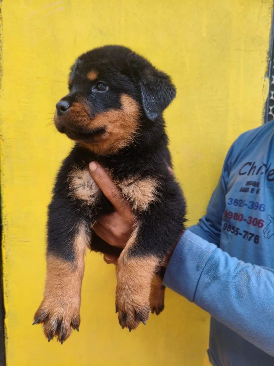 Rottweiler pedigree  - Foto 3