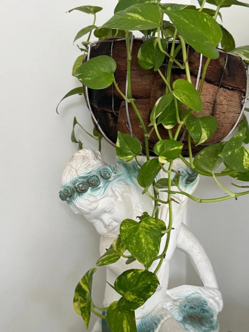 Vendo várias plantas  - Foto 3