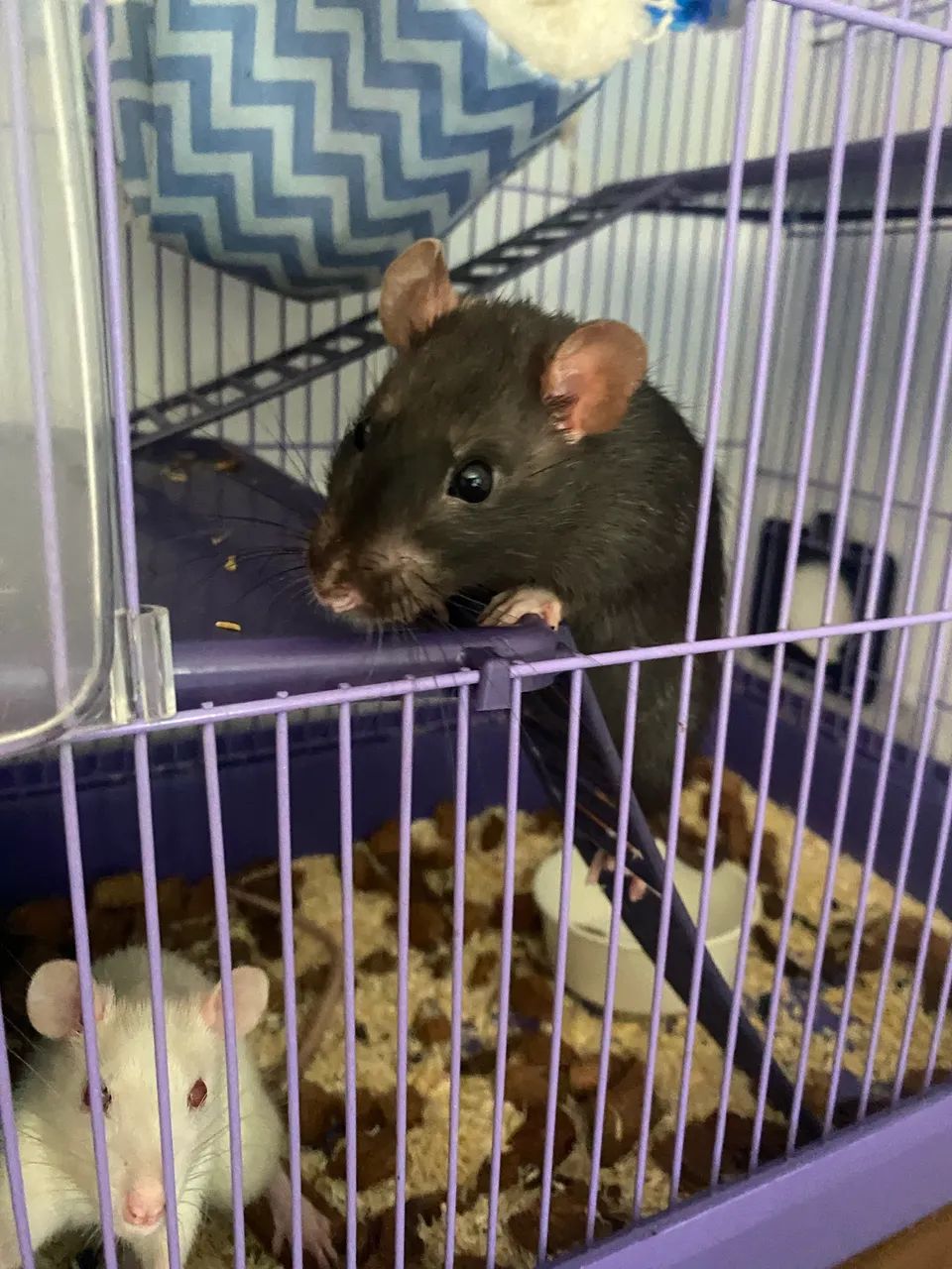 Ratos para adoção. - Foto 2