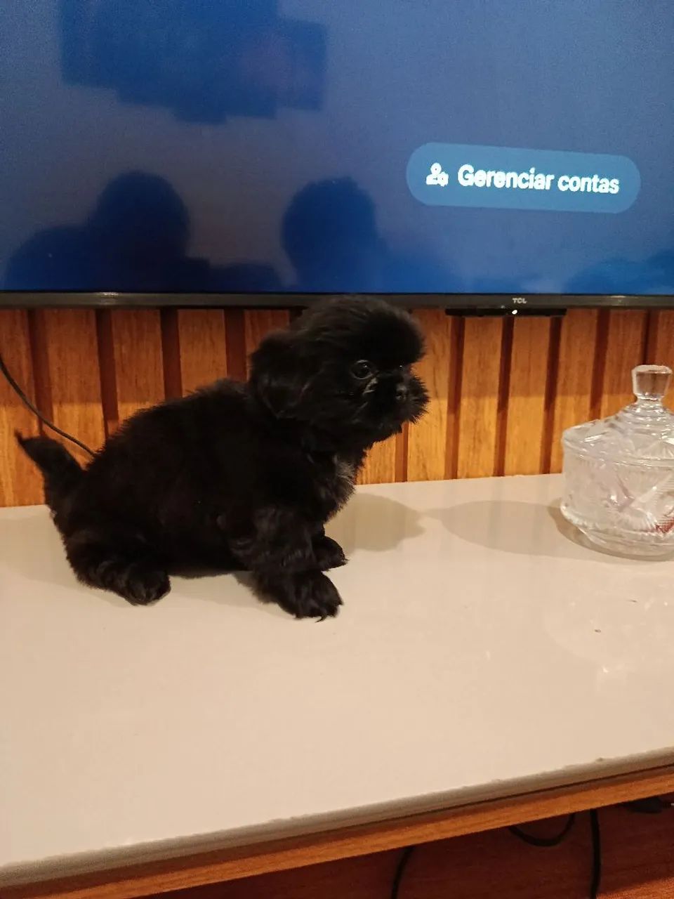 Shitzu  - Foto 3