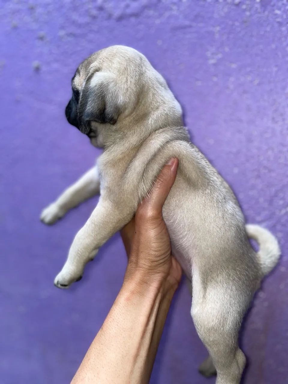 Pug macho  - Foto 2