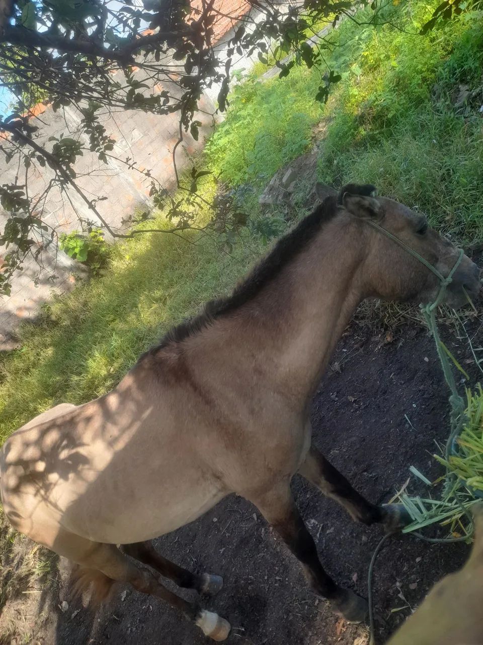 Cavalo - Foto 4