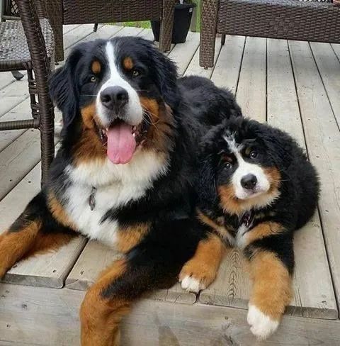 Bernese Mountain Afetos com leveza