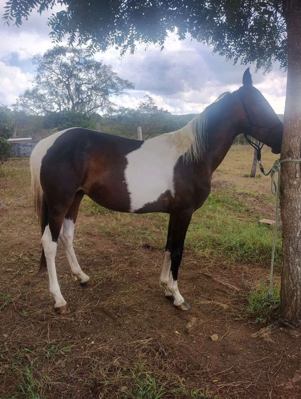 POTRO M.M PAMPA COM RG - Foto 4