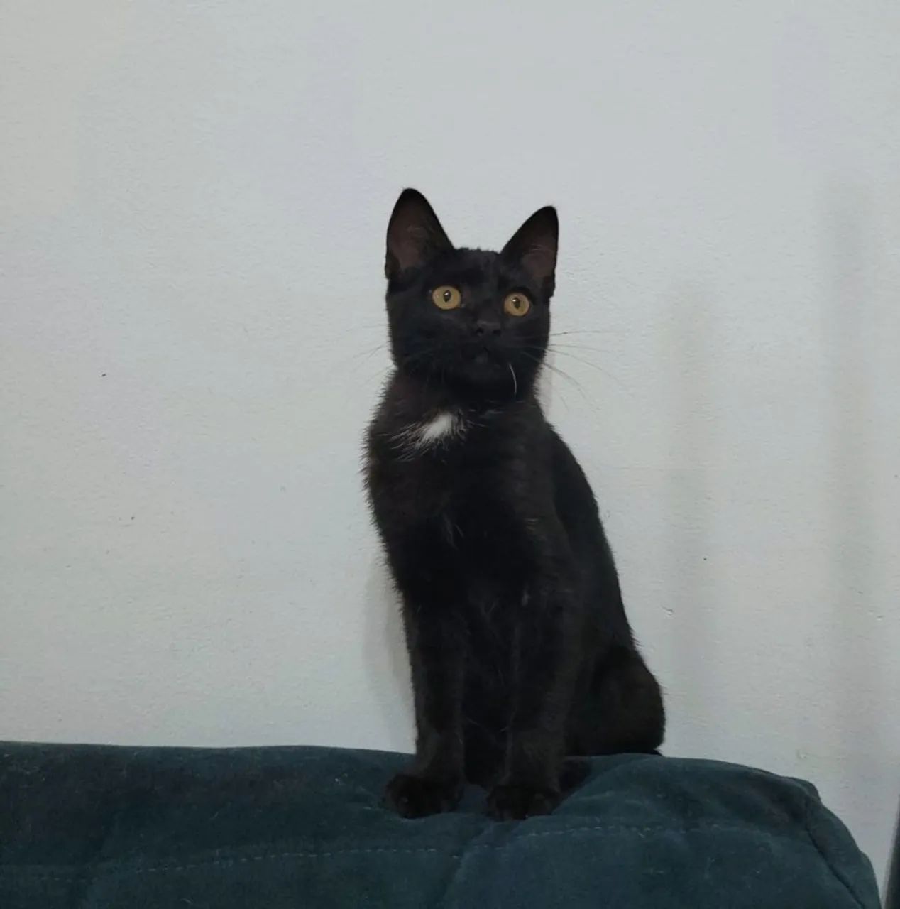 Gatos para doação  - Foto 2