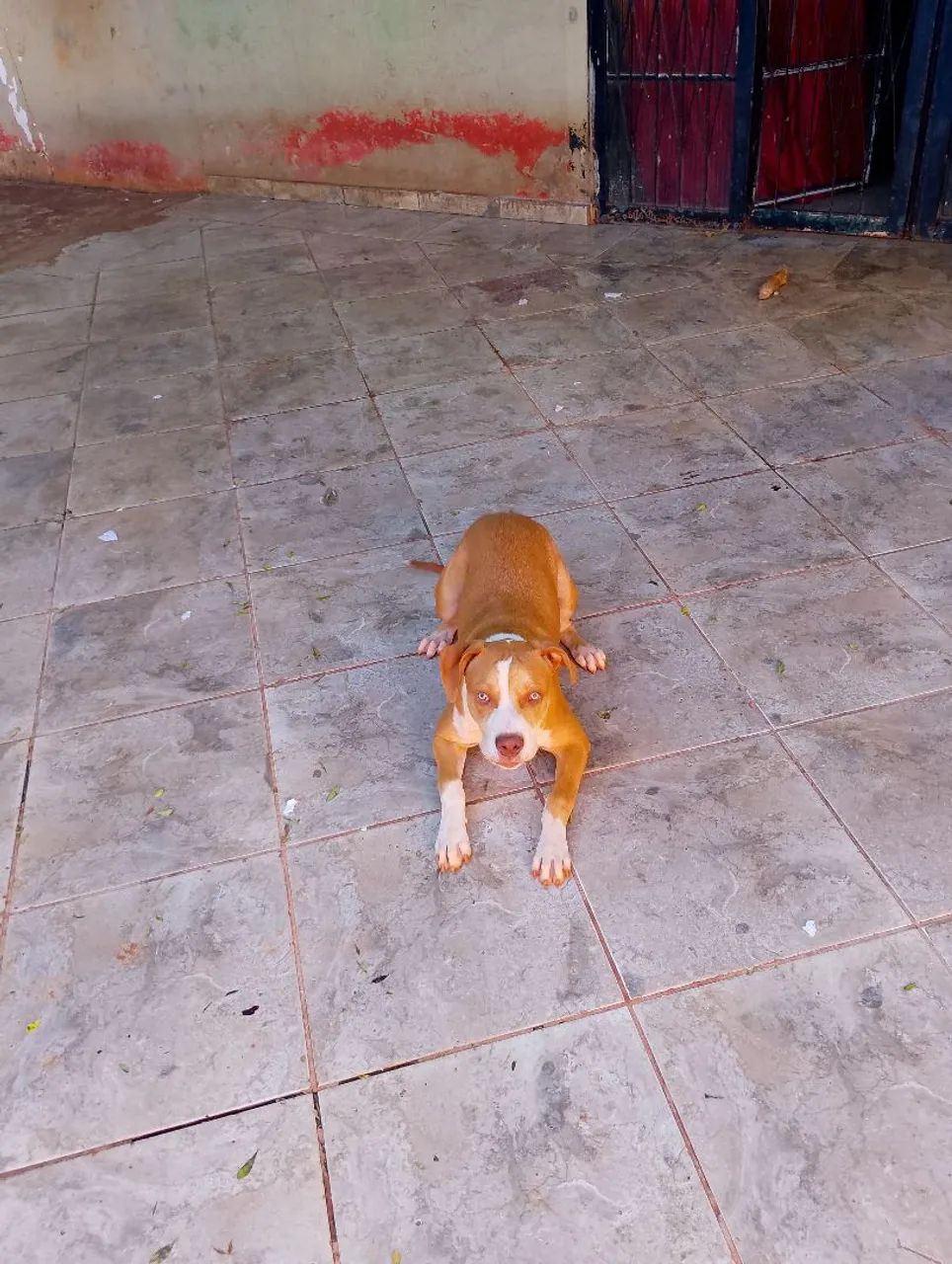 Vendo Pitbull de 6 meses  - Foto 3